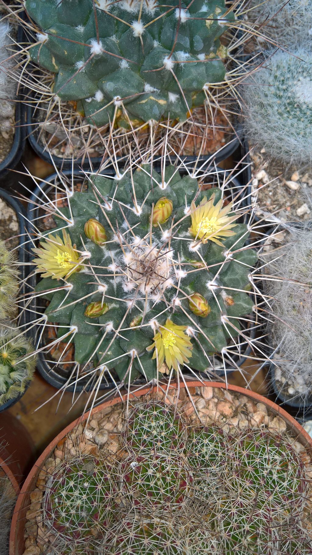 Mammillaria winterae